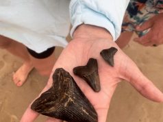 Shark Tooth Island, Wilmington, North Carolina: How to Find Fossil Shark Teeth shark tooth island wilmington north carolina