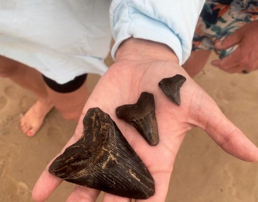 Shark Tooth Island, Wilmington, North Carolina: How to Find Fossil Shark Teeth shark tooth island wilmington north carolina