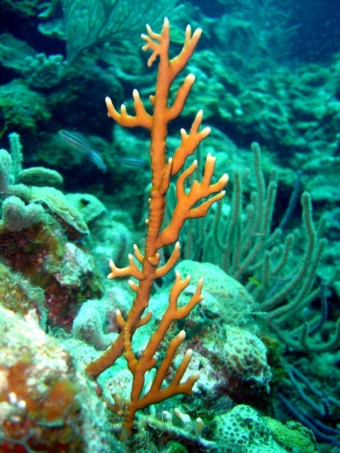 Curaçao’s world-class visibility makes the vibrant, mustard-colored fire coral appear deceptively deep, increasing the risk of an accidental scrape for unsuspecting snorkelers. While it looks like a harmless underwater plant, its fine toxic hairs deliver a sharp, lingering sting that can quickly turn a serene swim into a painful "spicy" reminder of the reef's natural defenses.