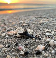 shark tooth island wilmington