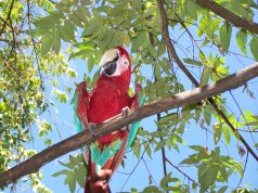 Costa Rica Travel Guide: Living La Vida Loca in Paradise space a travel costa rica tambor1