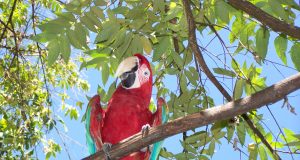Costa Rica Travel Guide: Living La Vida Loca in Paradise space a travel costa rica tambor1