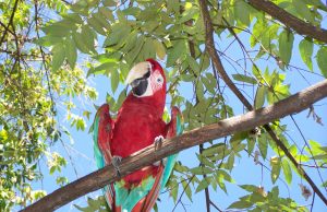 Costa Rica Travel Guide: Living La Vida Loca in Paradise space a travel costa rica tambor1